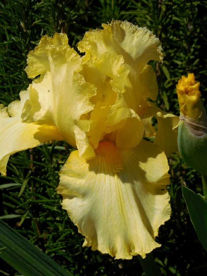 Flower plant nature