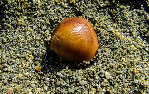 Sand nature seashell photo