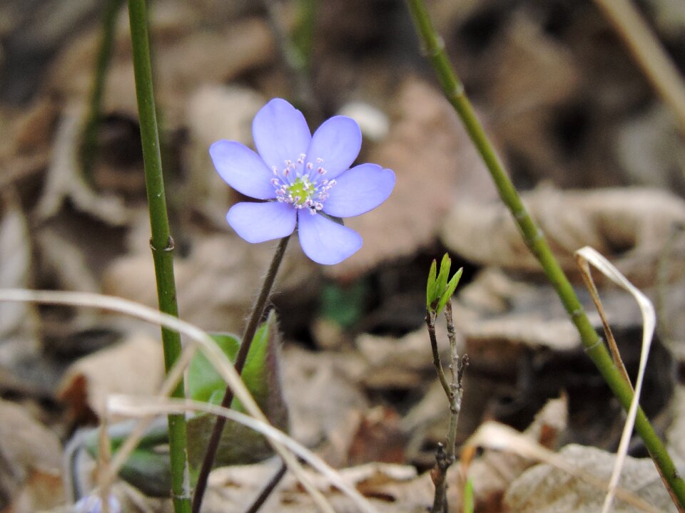 Hepatica forest idyllic