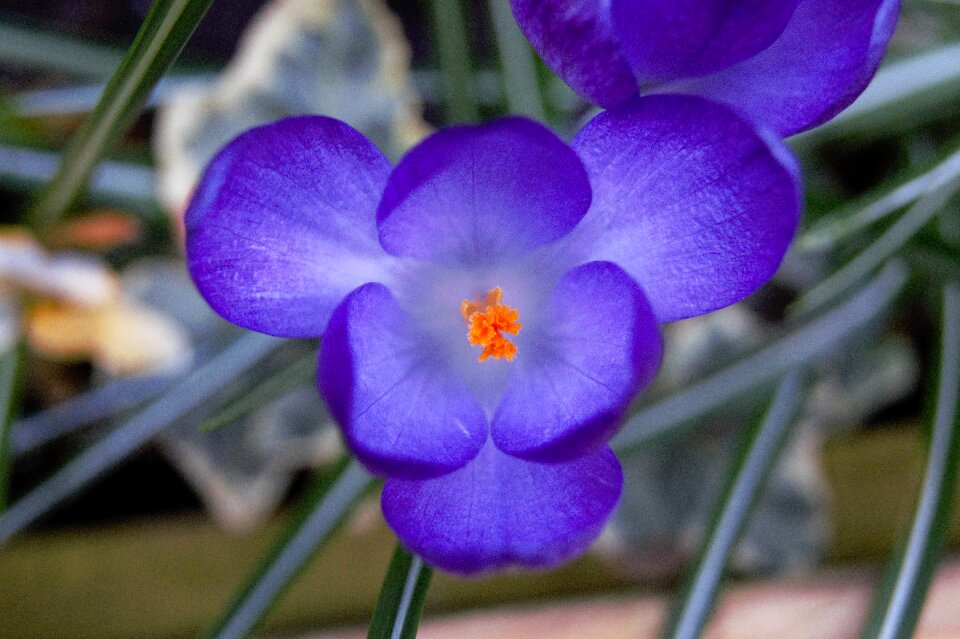 Plant spring nature