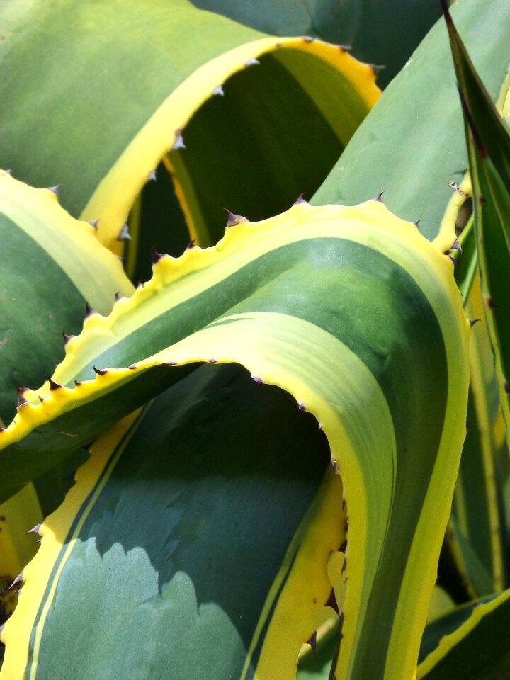 Background texture cactus