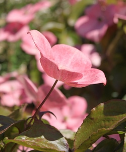 Ornamental tree pink blossoms pink