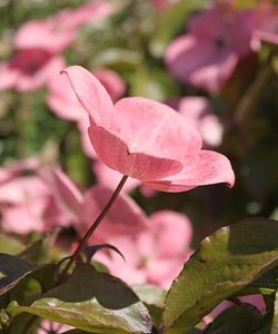 Ornamental tree pink blossoms pink photo