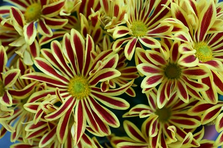 Colorful plant macro