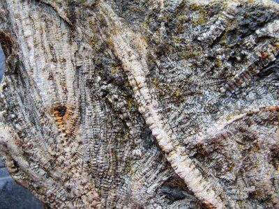 Crinoids limestone crinoid