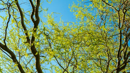 Macro green tree leaves
