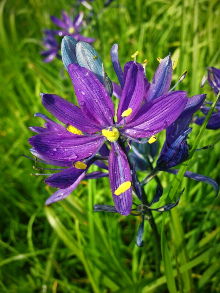 British columbia victoria wildflower