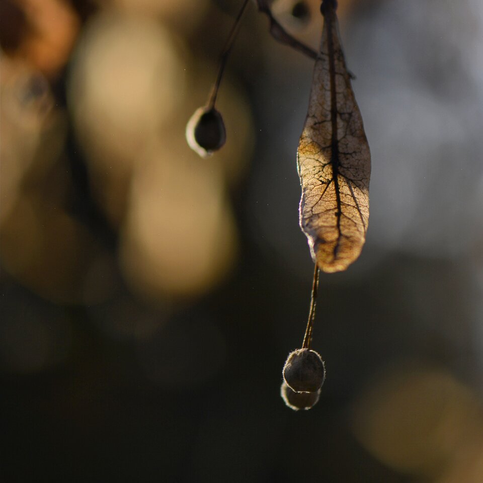 Bokeh nature tree