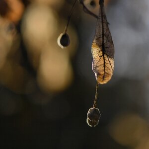 Bokeh nature tree