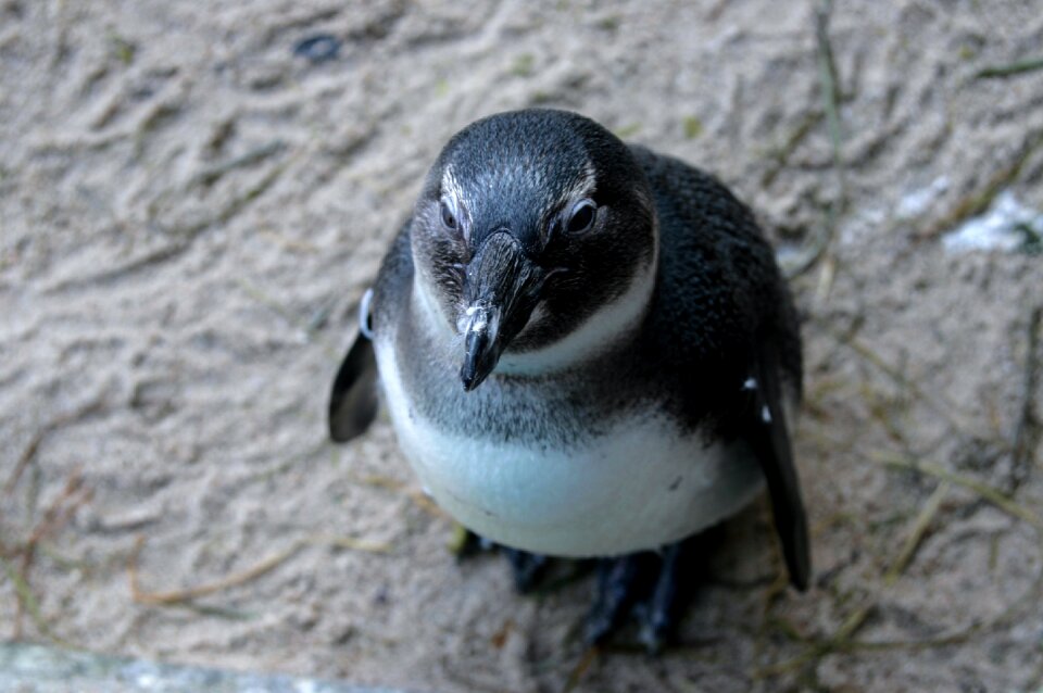 Wildlife aquatic birds