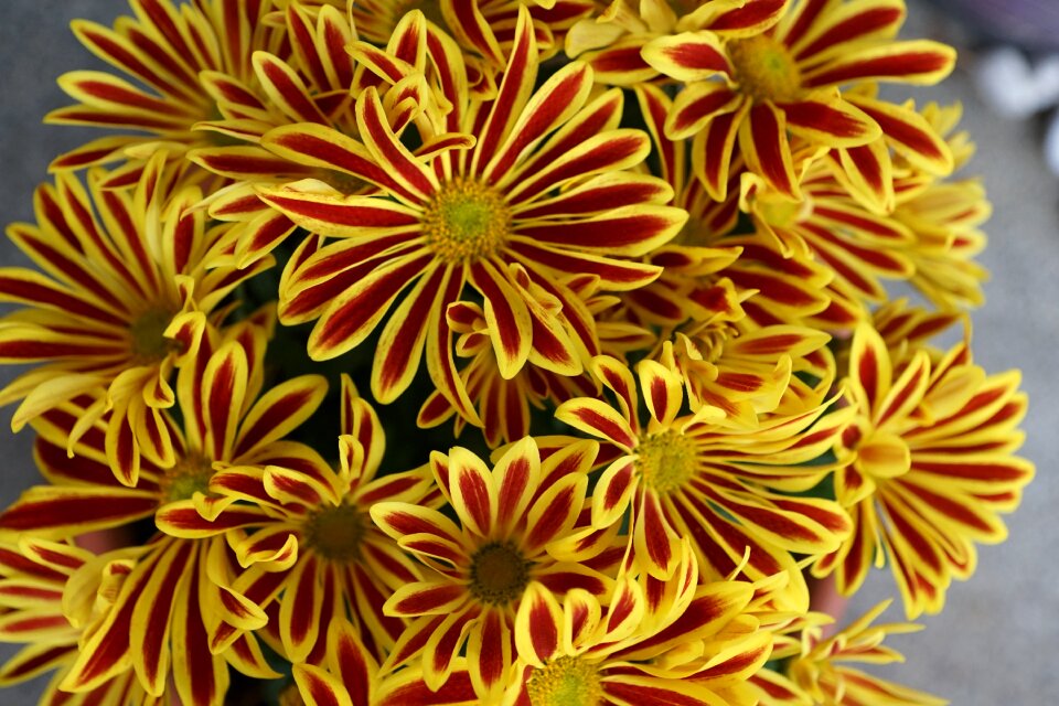 Colorful plant macro