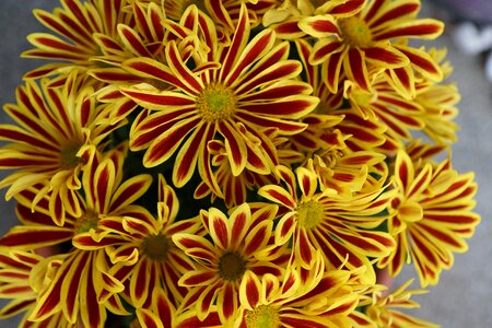 Colorful plant macro