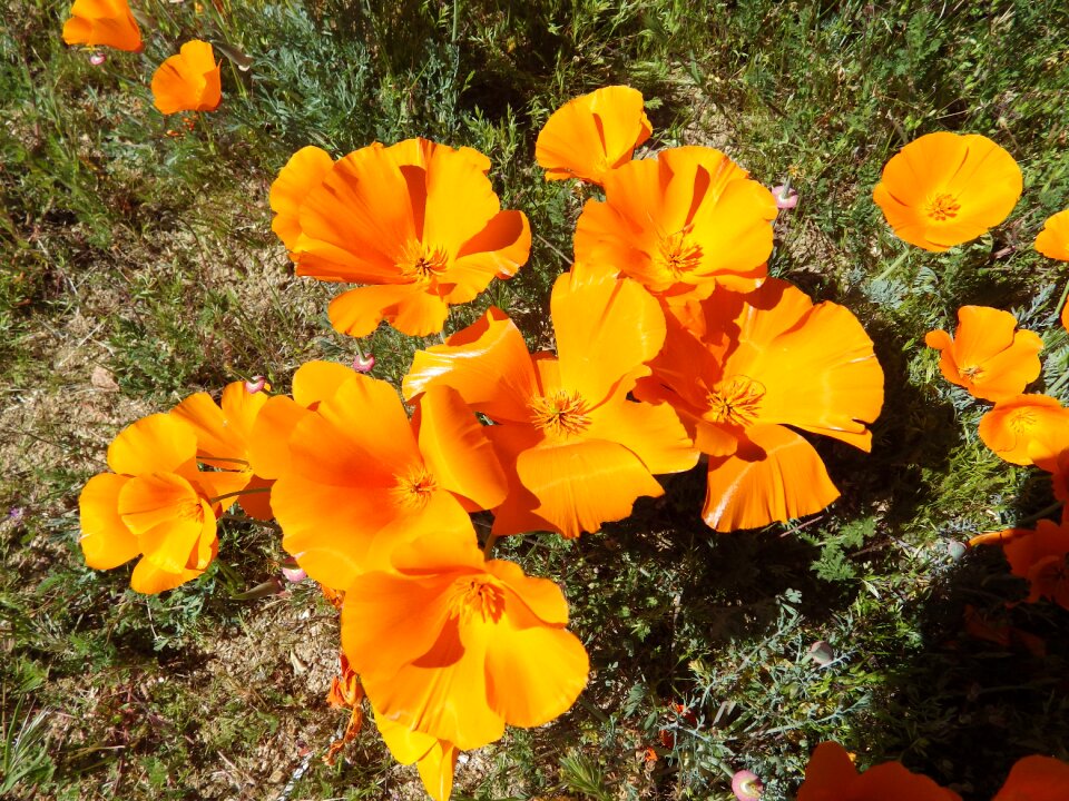 Flower spring