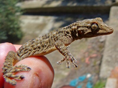 Detail hand lizard
