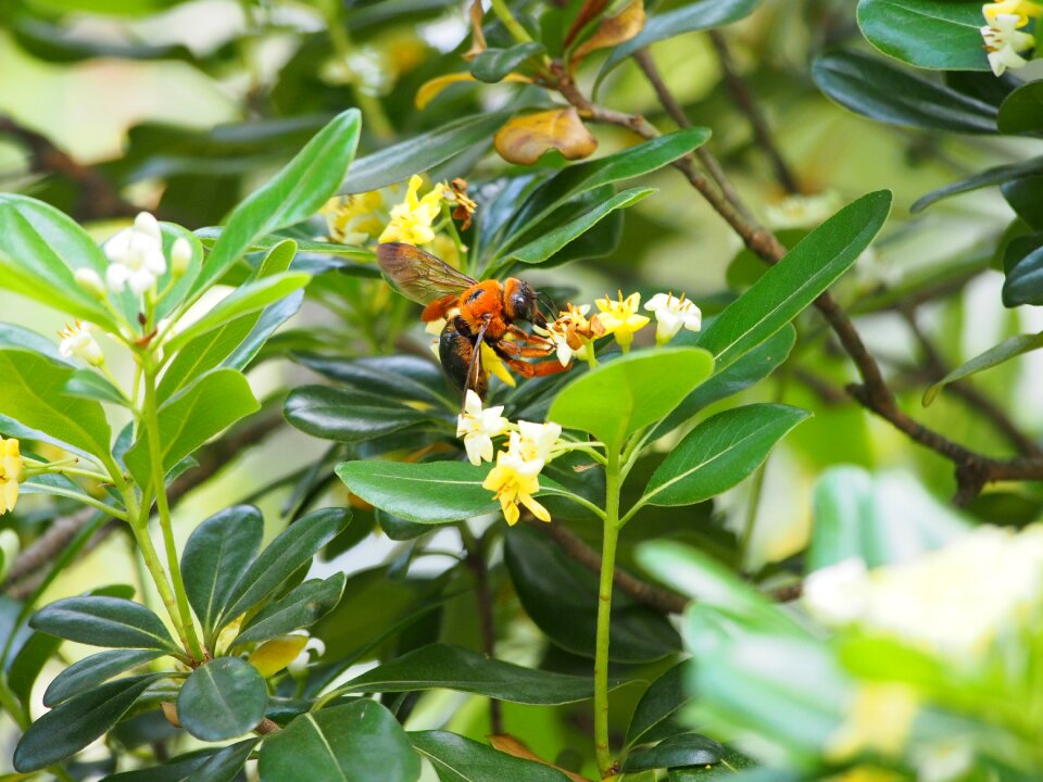 Bumblebee adopt honey park