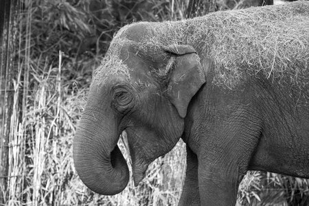 Nature animals elephant