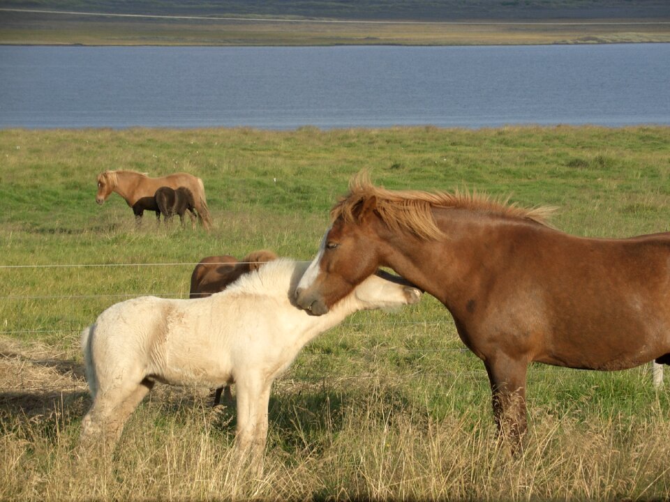Nature horse animals
