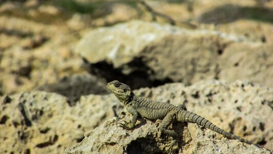 Reptile fauna animal