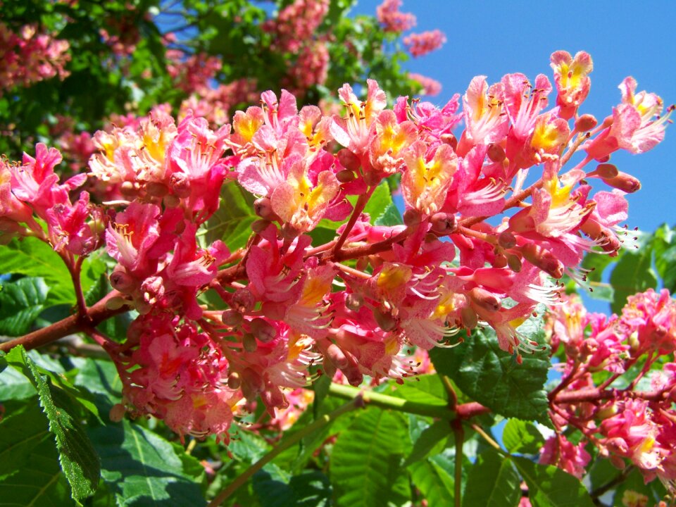 Chestnut flower pink flower spring