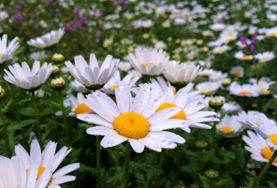 Water margaret flowers