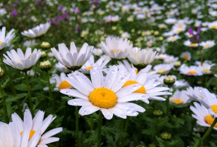 Water margaret flowers
