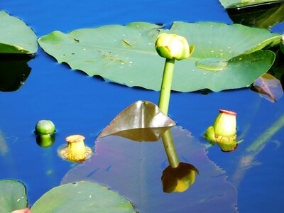 Flowers water plants