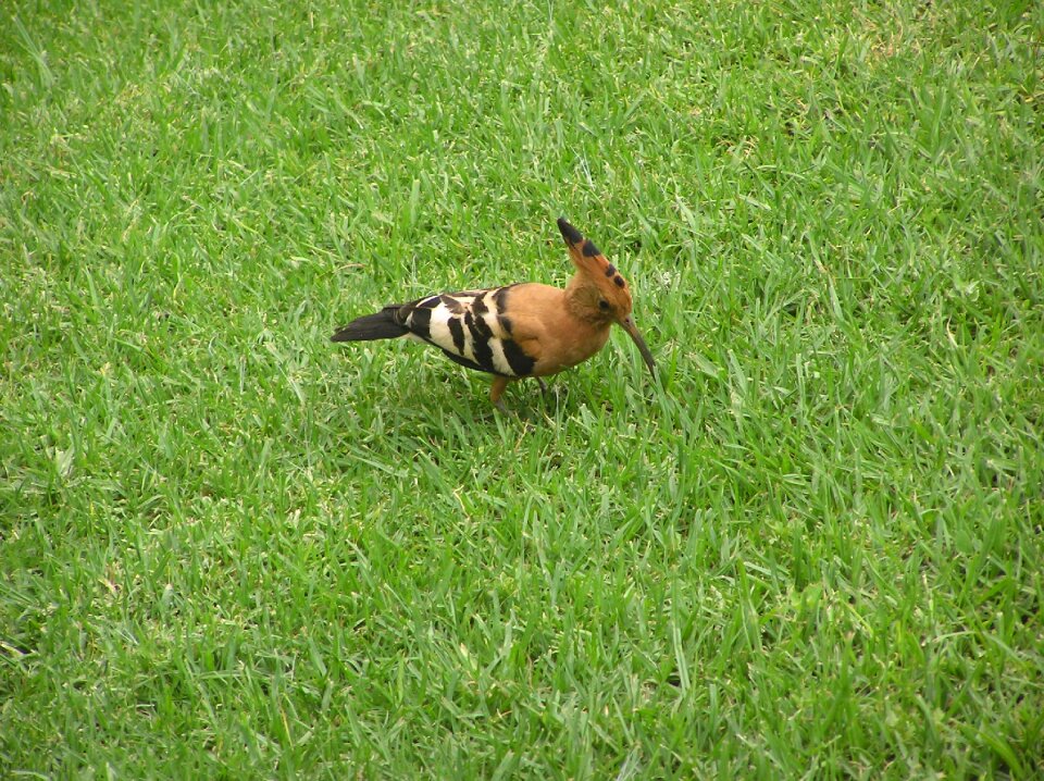 Peck hoopoe