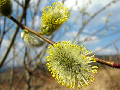 The basis of nature plant photo