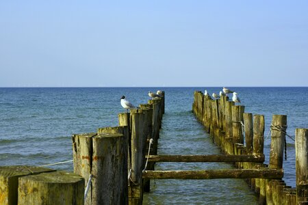 Water gull coast photo