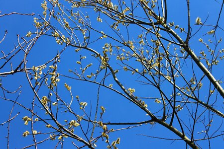 Nature branches spring photo