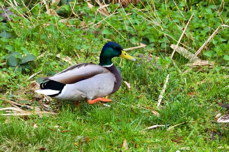 Meadow water bird nature