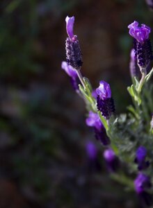 Bloom purple spring photo