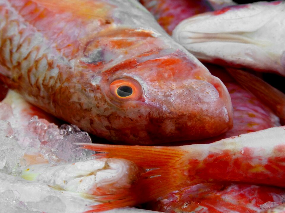 White fish moll roger