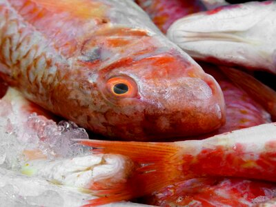 White fish moll roger