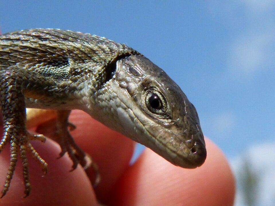 Texture reptile sargantana