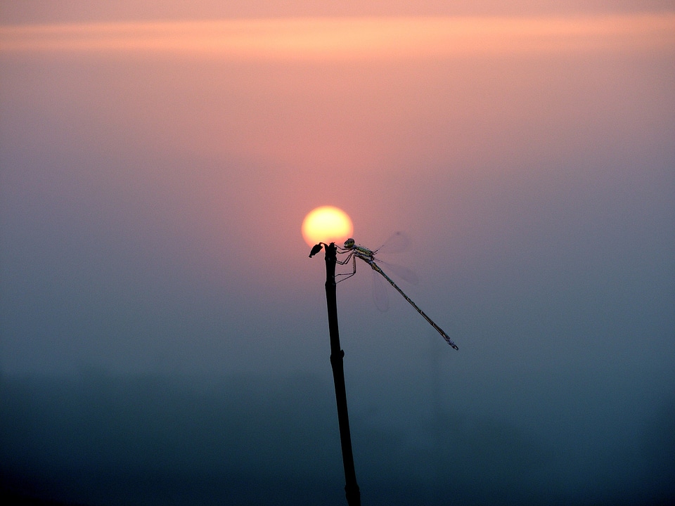 Sky cloud lestes song
