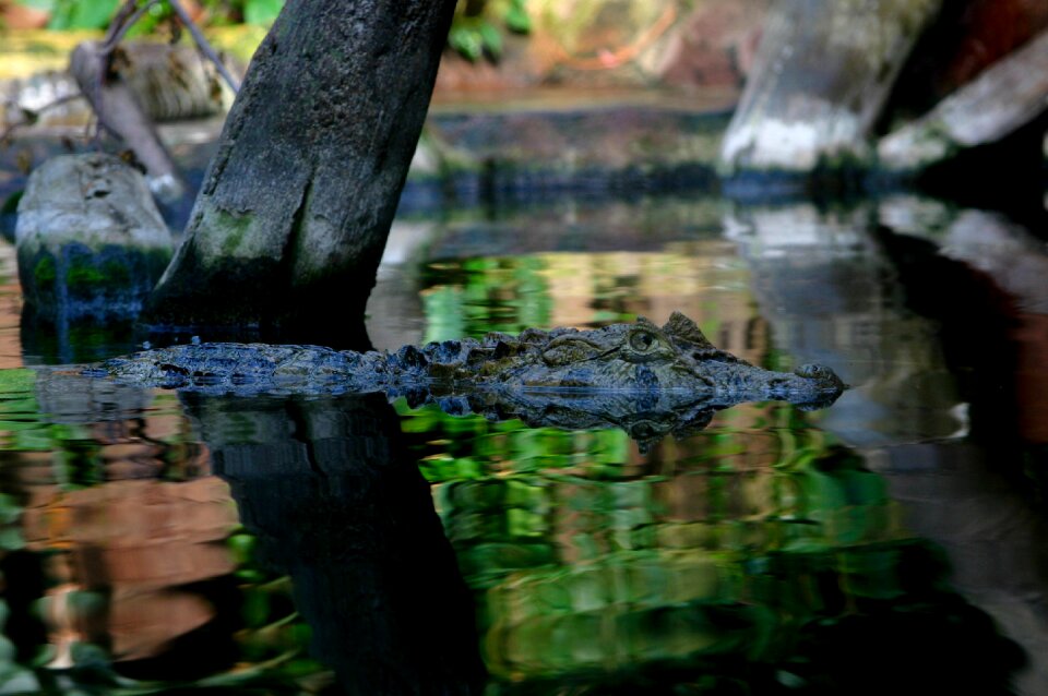 Wild alligator predator