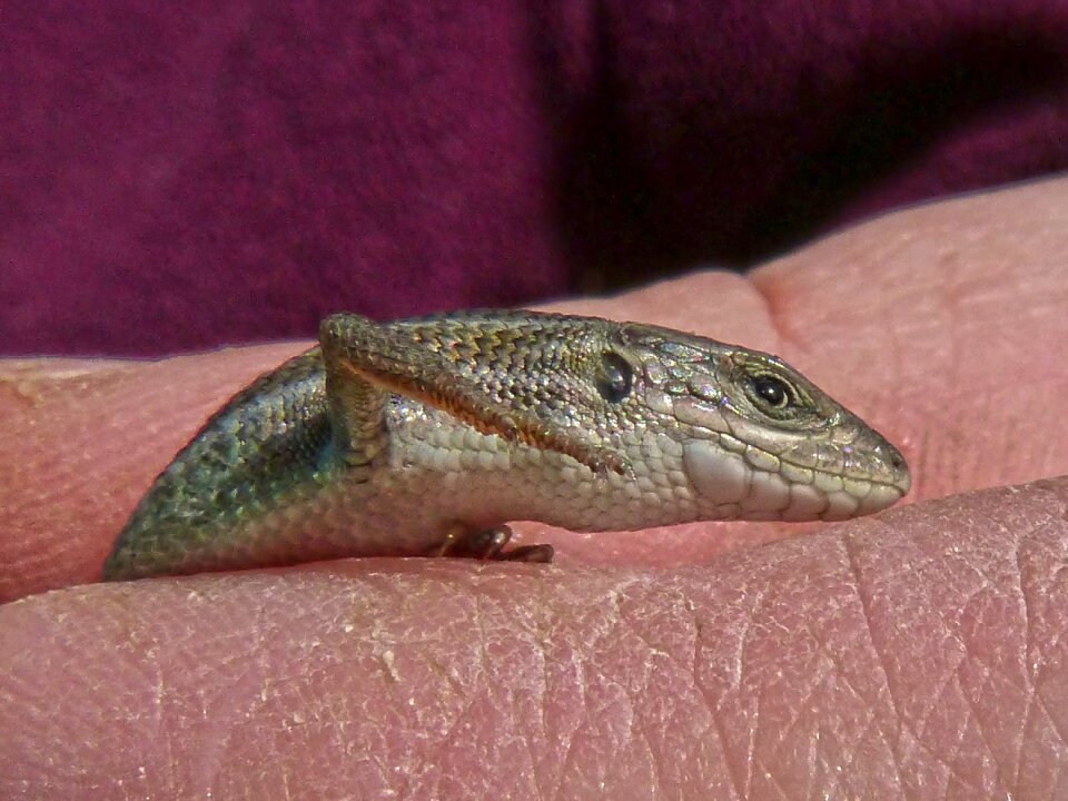 Texture reptile sargantana