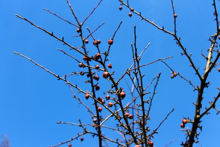 Nature sky branches photo