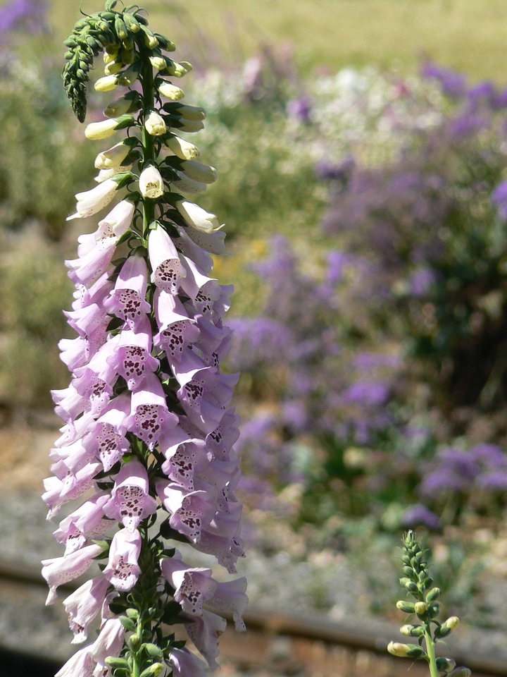 Flower bloom garden photo