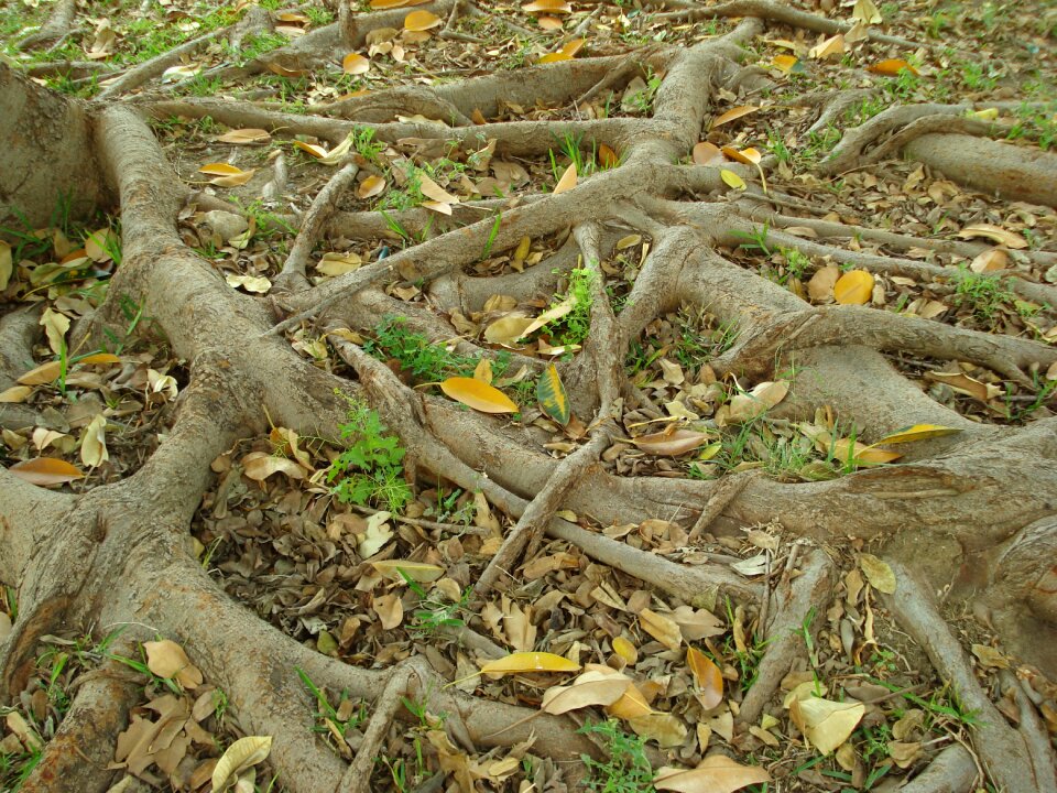 Trees forest vegetation