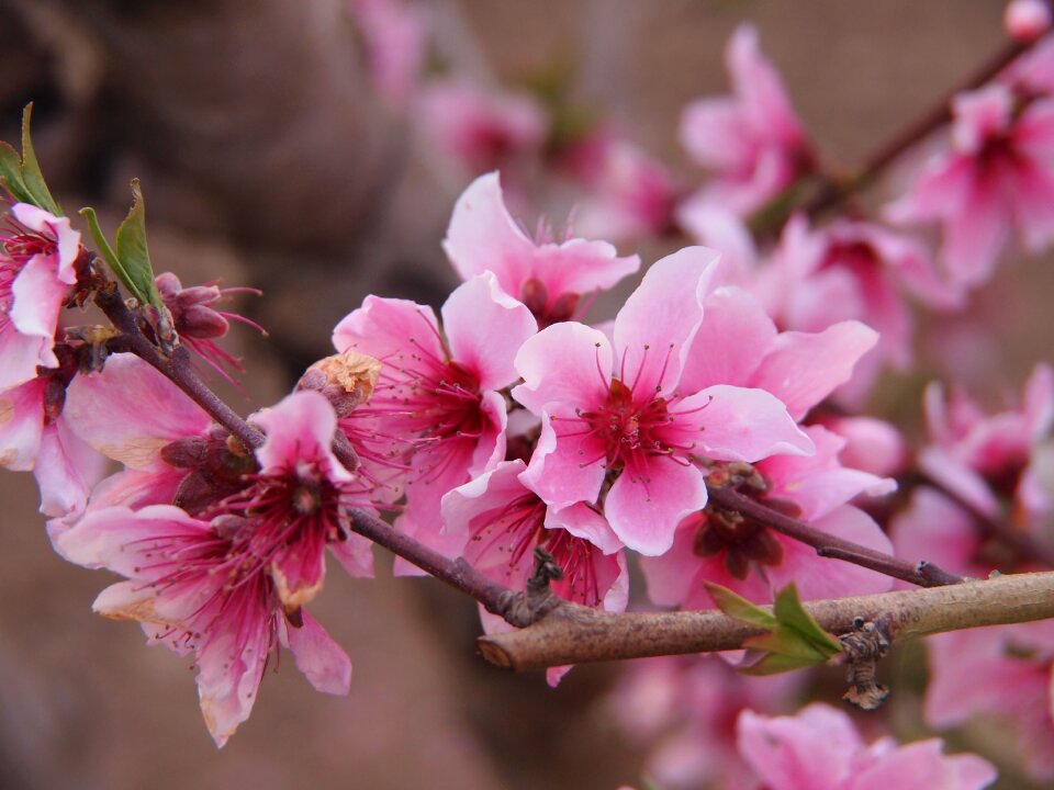 Nature flower tree
