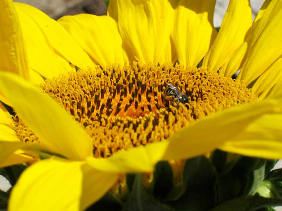 Closeup summer outdoor