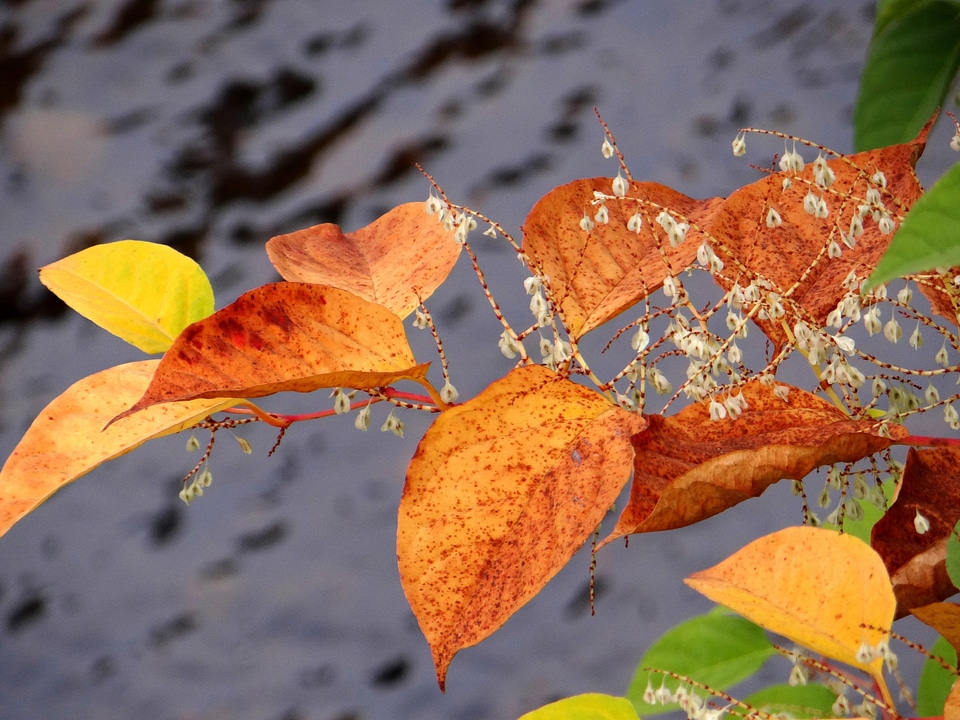 Plant colorful leaf