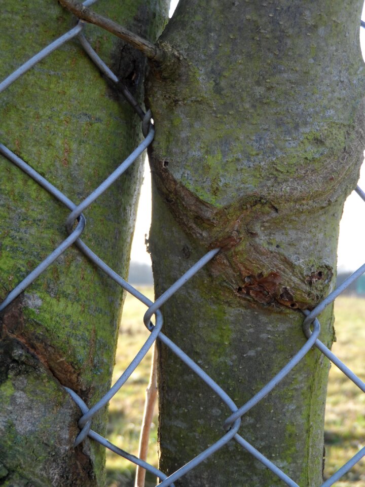 Bark overgrown wire