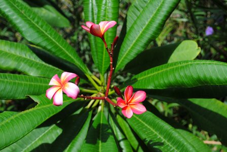 Nature blossom tropical photo