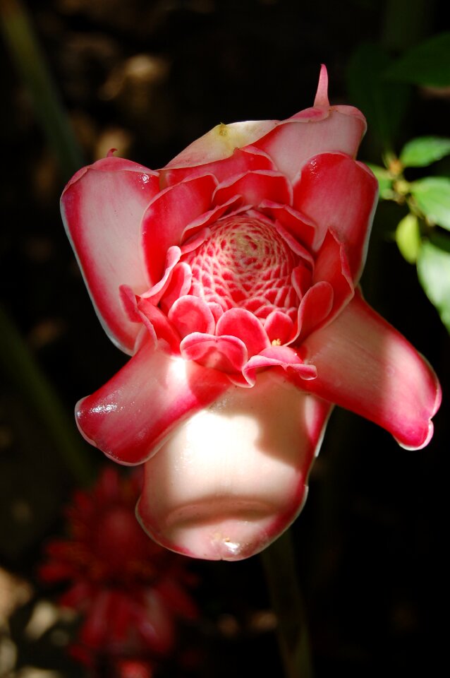 Close up blossom bloom