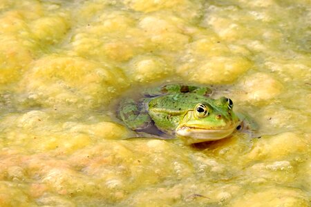 Green pond green frog