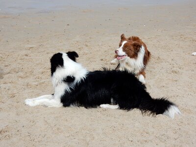 Pedigree canine happy