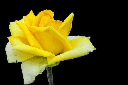 Blossom bloom rose bloom